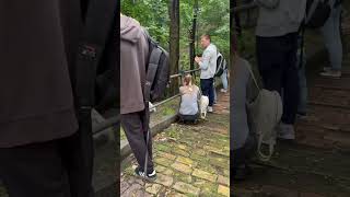 Охота #movie #dog #walking #vlog