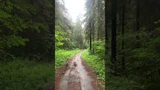 Утро, дождь и лес.. #shorts #vlog #rain #forest