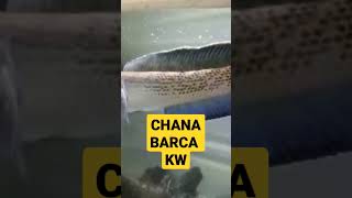 Chana Barca kw... #ikanhias #chana #ikan #ikanpredator #ikancupang #ikanchana #louhan