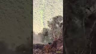 Landslide vs Husky 🐺🐾⛰️ #viral #shortsviral #animals