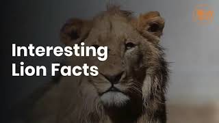 Lions: The Uniquely Social 'King of the Jungle' || Lion Fact || WE SHOULD KNOW