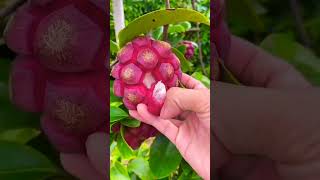 BUAH APA INI? #shorts #subscribe #like #viral #buah #jajanan #langka #bunga #bungahias #fyp