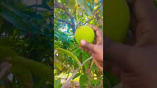 Mango harvest