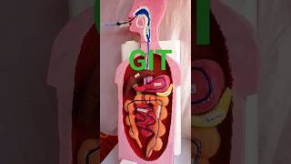 Gastrointestinal tract(GIT) #gastrointestinal #humanbiology #scienceexibition #scienceproject #model