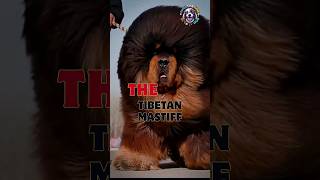 Majestic Tibetan Mastiff: The Gentle Giant of the Mountains & The Tiger Killer #shorts