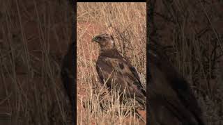 Buzzard  (Poiana) #nature #wildlife