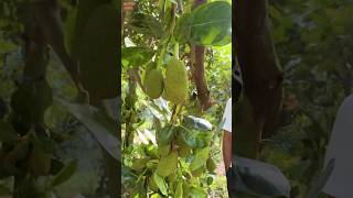 মাথা নষ্ট করা ফলন #farming #viralvideo #viralshorts