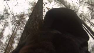 KNPV Malinois with camera  man revieren/ tracking  in the wood