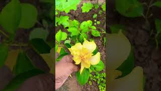 Brinjal plants 🌸Nirmala’s kitchen and gardening 🌸