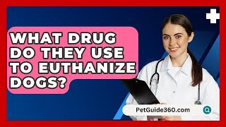 What Drug Do They Use To Euthanize Dogs? - PetGuide360.com