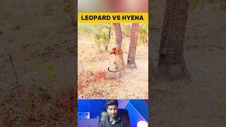 Hyena Attempts to Steal Leopard Meal but fail