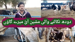 Cow dairy farm in my village😍|| My vlog ||