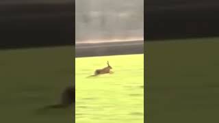 Rabbit gets rid of eagle with tactics. #animals #isitreal #attack #eagles #rabbit #shorts