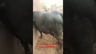 #buffalo #cow #farming #animals #buffalovideo #cowfarms #cows #beetalgoats #buffalofarming #bull