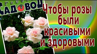 Чтобы розы были красивыми и здоровыми