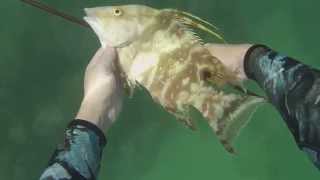 Spearing hogfish in key west