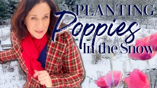 Discover the Beauty of Snow Planting Poppies in MY FRENCH FARMHOUSE GARDEN