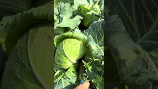 Cabbage harvest #shorts