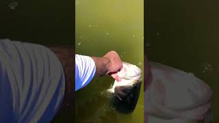 🎥 Solid LargeMouth Release #shorts