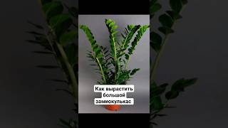 Инструкция - КАК ВЫРАСТИТЬ ОГРОМНЫЙ ЗАМИОКУЛЬКАС. ДОЛЛАРОВОЕ ДЕРЕВО #shorts #замиокулькас #доллар