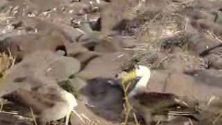 Galapagos Waved Albatross Mating Dance