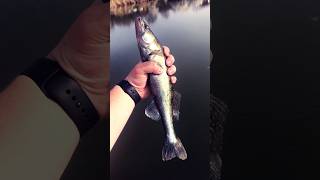 Судачок….#fishing#shorts#shortvideo#youtubeshorts#youtube#судак#рыбалка#japan#2024#video#short