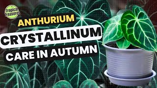 Anthurium Crystallinum & Its Care in Autumn #anthuriums #anthuriumcrystallinum #anthuriumcare