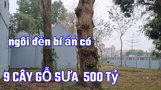 Cận Cảnh 11 Cây Gỗ Sưa Cổ Thụ Hàng Nghìn Tỷ Tại Ngôi Đền Cổ Ở Hưng Yên Mà Ít Người Biết Có Cây Sưa