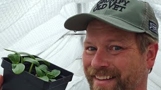 Transplanting cucumbers. #shorts #greenhouse #gardening #garden