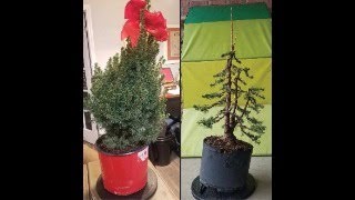 Workshop Wednesdays, Session 2: Dwarf Alberta Spruce