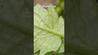 Araña roja #musica #agricolas #agriculturamexicana #plantas #trabajodecampo