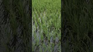 Silence and Breezing ( 静寂とそよ風 )  in a Paddy Field