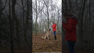 I love working with him 🥰 #ilovemydog  #dog #kangal #trainingmydog #bigdog #reactivedog