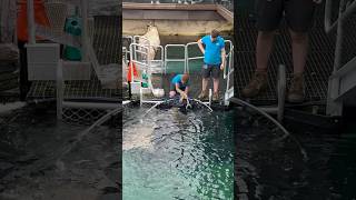 Feeding Stingrays at Sea Life Sydney Aquarium! #shorts #feed #stingray #sealife #aquarium #ytshorts