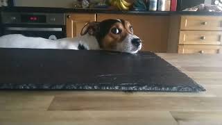 Milo Waiting For His Breakfast, Cheeky Jack Russell Terrier.