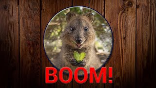 Quokka Boom 12