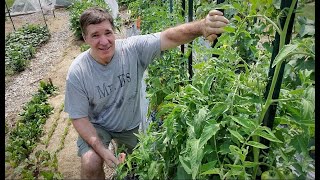 How to Prune Neglected Tomatoes