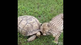 Cheetah and Tortle |