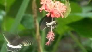 Butterfly romance and fun