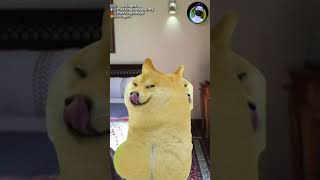 GIVE ME FT DOGE (WAIT FOR IT)