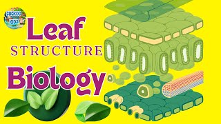 Structure Of The Leaf | Plant | Biology | Cuckoo Kids