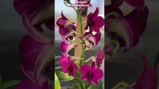 ✅Linda Dendrobium Nueva en mi Colección💞 #dendrobium#orchid#flowers#fall#carmelaorchids#viralvideo