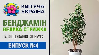 Фікус Бенджаміна обрізка, формування крони, зрощування стовбура