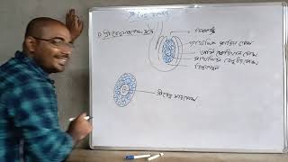 9. স্ত্রী রেনুর উৎপত্তি biology Class12 Ch2