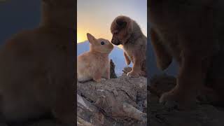 Cute Rabbit and Dog | Hello Cutie