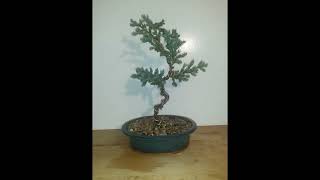 Bonsai   Collection created by Dean W January 2023