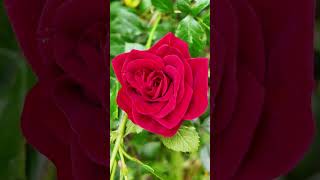 World's Greatest Football Player George Best has a Rose Named After Him  #garden #georgebest #roses