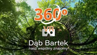 Dąb Bartek nasz wspólny znajomy - video 360 - film sferyczny - 4K VR