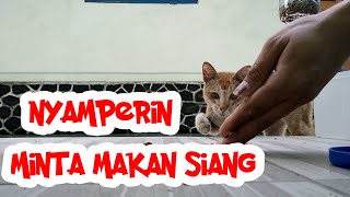 Jurnal Kucing #79 : Ada si kucing oyen yang dateng minta makan siang. Dekil amat badannya wkwk