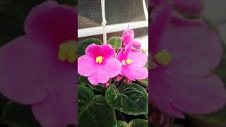 African violet favourite colour#africanviolets#nature#gardening